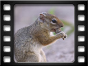 Etosha - Smith's bush squirrel (Paraxerus cepapi)