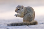 Etosha - Smith's bush squirrel (Paraxerus cepapi)