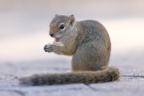 Etosha - Smith's bush squirrel (Paraxerus cepapi)