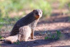 Etosha - Banded mongoose (Mungos mungo)