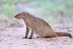 Etosha - Banded mongoose (Mungos mungo)