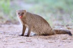 Etosha - Banded mongoose (Mungos mungo)