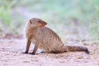 Etosha - Banded mongoose (Mungos mungo)