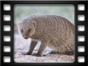 Etosha - Banded mongoose (Mungos mungo)