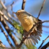 Etosha - Long-billed crombec (Sylvietta rufescens)