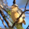 Etosha - Long-billed crombec (Sylvietta rufescens)