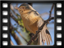 Etosha - Long-billed crombec (Sylvietta rufescens)