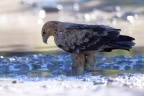 Etosha - Tawny eagle (Aquila rapax)
