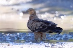 Etosha - Tawny eagle (Aquila rapax)