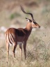 Etosha - Impala (Aepyceros melampus)