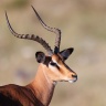 Etosha - Impala (Aepyceros melampus)