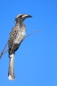 Etosha - African grey hornbill (Lophoceros nasutus)