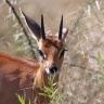 Etosha - Steenbok (Raphicerus campestris)