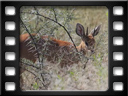 Etosha - Steenbok (Raphicerus campestris)