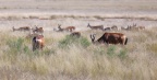 Etosha - Hartebeest (Alcelaphus buselaphus)