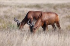 Etosha - Hartebeest (Alcelaphus buselaphus)