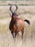 Etosha - Hartebeest (Alcelaphus buselaphus)