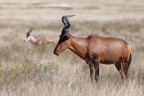 Etosha - Hartebeest (Alcelaphus buselaphus)
