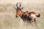 Etosha - Hartebeest (Alcelaphus buselaphus)