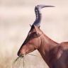 Etosha - Hartebeest (Alcelaphus buselaphus)