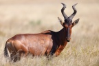 Etosha - Hartebeest (Alcelaphus buselaphus)