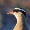 Etosha - Crowned lapwing (Vanellus coronatus)