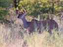 Etosha - Greater kudu (Tragelaphus strepsiceros)