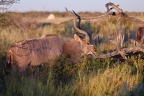 Etosha - Greater kudu (Tragelaphus strepsiceros)