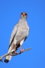 Etosha - Pale chanting goshawk (Melierax canorus)
