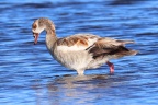 Etosha - Egyptian goose (Alopochen aegyptiaca)