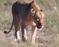 Etosha - Tsumcor waterhole - Lioness (Panthera leo)