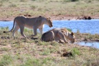 Etosha - Tsumcor waterhole - Lioness (Panthera leo)