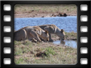 Etosha - Tsumcor waterhole - Lioness (Panthera leo)