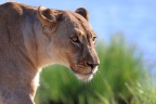 Etosha - Tsumcor waterhole - Lioness (Panthera leo)