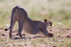 Etosha - Tsumcor waterhole - Lioness (Panthera leo)