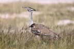 Etosha - Kori bustard (Ardeotis kori)