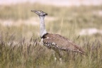 Etosha - Kori bustard (Ardeotis kori)