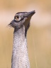Etosha - Kori bustard (Ardeotis kori)