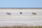 Etosha - South African oryx (Oryx gazella)