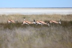 Etosha - Springbok (Antidorcas marsupialis)