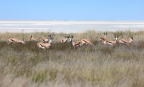Etosha - Springbok (Antidorcas marsupialis)