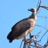 Etosha - White-backed vulture (Gyps africanus)