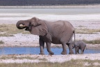 Etosha - African bush elephant (Loxodonta africana)