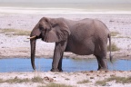 Etosha - African bush elephant (Loxodonta africana)