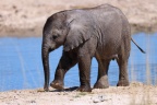 Etosha - African bush elephant (Loxodonta africana)
