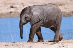 Etosha - African bush elephant (Loxodonta africana)