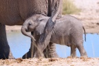 Etosha - African bush elephant (Loxodonta africana)