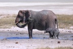 Etosha - African bush elephant (Loxodonta africana)
