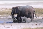 Etosha - African bush elephant (Loxodonta africana)