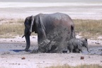 Etosha - African bush elephant (Loxodonta africana)